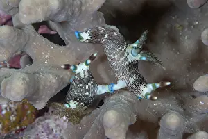 Copulation Prints: Lined membrothas (Nembrotha lineolata) pair mating on coral