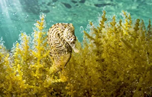 Lined seahorse (Hippocampus erectus) male clinging to algae in a land locked alakaline