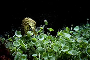 Lined seahorse (Hippocampus erectus) among Mermaid's wine glass (Acetabularia acetabulum) at night, Seahorse National Park, Bahamas, Caribbean Sea