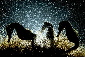 April 2022 highlights Collection: Three Lined seahorses (Hippocampus erectus), two male and one female