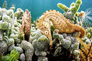 Actinopterygii Gallery: Lined seahorses (Hippocampus erectus) amongst corals, The Bahamas