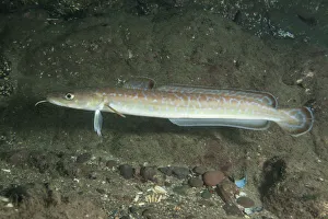 Ling (Molva molva) St Abbs Voluntary Marine Reserve, Scotland (North Sea)