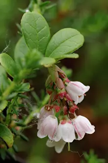 Ericales Prints: Lingonberry (Vaccinium vitis-idaea) in flower, Varanger, Norway. July