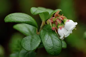 Ericales Prints: Lingonberry (Vaccinium vitis-idaea) in flower, Varanger, Norway. July