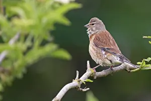 Carduelinae Prints: Linnet (Carduelis cannabina) female