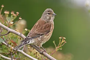 Carduelinae Prints: Linnet (Carduelis cannabina) female