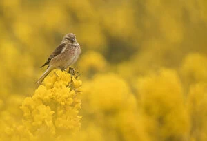 Linnet (Carduelis cannabina) male in yellow flowered gorse, Sheffield, England, UK, April