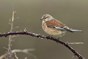 Carduelinae Prints: Linnet (Carduelis cannabina) perched on branch, Dorset, England, UK. April