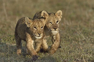 Two Lion cubs (Penthera leo) walking in grass, Masai Mara, Kenya, March