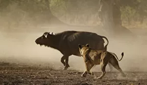 Images Dated 21st January 2020: Lion (Panthera leo) chasing African buffalo (Syncerus caffer