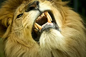 Images Dated 13th September 2018: Lion (Panthera leo) close up of teeth while its snarling, captive