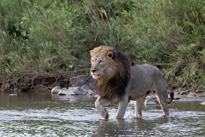 Lion Prints: Lion (Panthera leo) crossing river