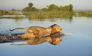 African Lion Gallery: Lion (Panthera leo) crossing water, Okavango Delta, Botswana