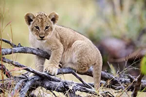 Playing Gallery: Lion (Panthera leo) cub, aged 3 months, climbing on branch and chewing on a stick, Okavango Delta