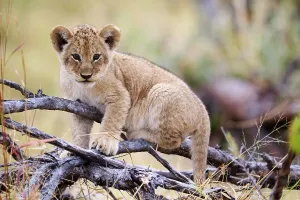 Looking Prints: Lion (Panthera leo) cub, aged 3 months