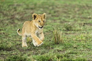 Lion (Panthera leo) cub playing, Masai Mara Game Reserve, Kenya, September
