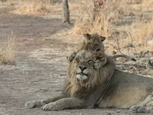Images Dated 30th September 2016: Lion (Panthera leo) cub playing with adult male, Namibia