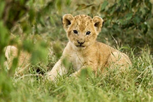 Baby Animals Collection: Lion (Panthera leo) cub portrait, Masai Mara Game Reserve, Kenya