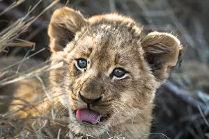Images Dated 15th June 2008: Lion (Panthera leo) cub portrait, South Africa