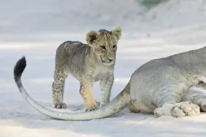 Lion Prints: Lion (Panthera leo) cub standing next to adult
