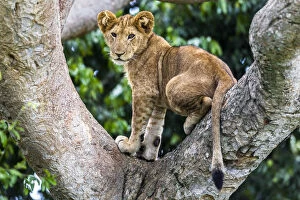 African Lion Gallery: Lion (Panthera leo) cub up a tree - only three populations of lions are known to do this habitually