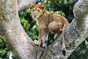 Lion (Panthera leo) cub up a tree - only three populations of lions are known to do this habitually