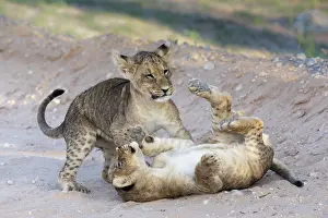 Enjoyment Prints: Two Lion (Panthera leo) cubs playing