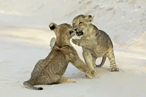 Lion Prints: Two Lion (Panthera leo) cubs playing
