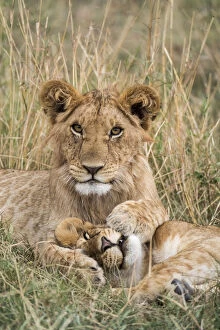 2018 June Highlights Collection: Lion (Panthera leo) cubs resting, Masai-Mara Game Reserve, Kenya