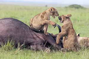 Face To Face Prints: Two Lion (Panthera leo) cubs sitting on African buffalo (Syncerus caffer) prey vocalising