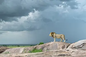 Tanzania Prints: Lion (Panthera leo) dominant male