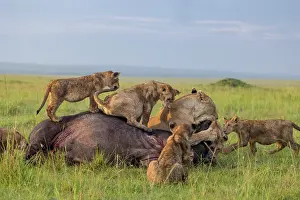 Lionesses Prints: Lion (Panthera leo) female, attacking an African buffalo (Syncerus caffer) using the kiss of death