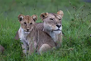 Lionesses Prints: Lion (Panthera leo) female with cub