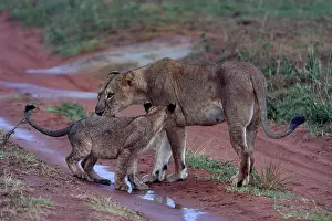 Lionesses Prints: Lion (Panthera leo) female with cub, standing on wet dirt track after the rain, Uganda