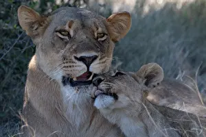 Affection Prints: Lion (Panthera leo) female and cub, portrait, Okavango Delta, Botswana
