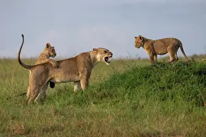 Lion (Panthera leo) female, with two cubs, vocalising, Masai Mara National Reserve, Kenya