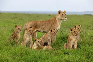Lionesses Prints: Lion (Panthera leo) female with cubs in the savanna, Masai Mara National Reserve, Kenya
