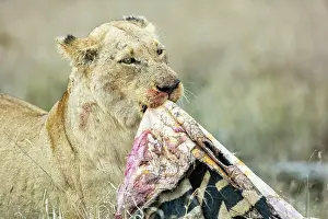 Panthera Prints: Lion (Panthera leo) female, dragging leftover Zebra skin to feed