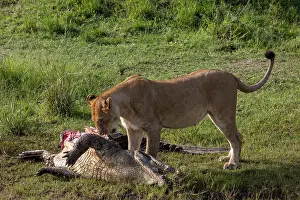 Lionesses Prints: Lion (Panthera leo) female, feeding on Crocodile (Crocodylus niloticus) prey