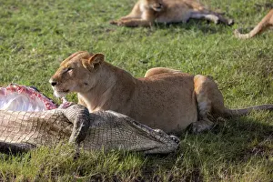 Lionesses Prints: Lion (Panthera leo) female, feeding on Crocodile (Crocodylus niloticus) prey