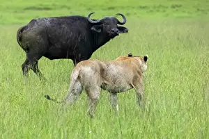 Lionesses Prints: Lion (Panthera leo) female, hunting an African buffalo (Syncerus caffer)