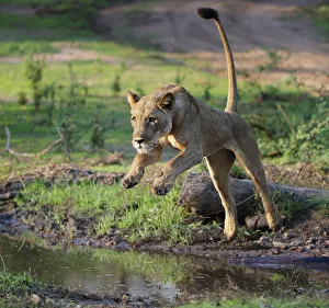 Lion (Panthera leo), female jumping over a stream. Mana Pools National Park, Zimbabwe Lion (Panthera leo), female jumping over a stream. Mana Pools National Park, Zimbabwe