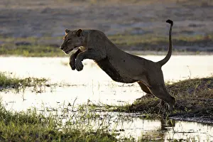 Lionesses Prints: Lion (Panthera leo) female, leaping over water, Chobe River, Chobe National Park, Botswana