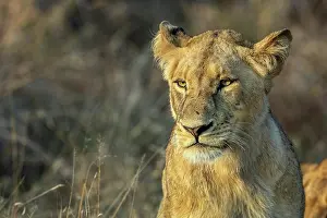 Panthera Prints: Lion (Panthera leo) female, portrait, Sabi Sands Private Game Reserve, South Africa