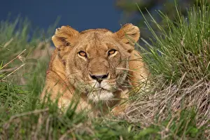 Lionesses Prints: Lion (Panthera leo) female, resting in long grass, Masai Mara National Reserve, Kenya