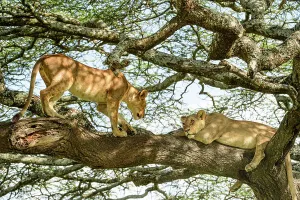 Lionesses Prints: Lion (Panthera leo) female, resting in tree during middle of day to escape the heat with juvenile male Lion approaching