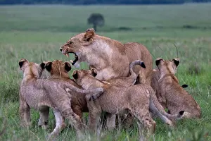 Lionesses Prints: Lion (Panthera leo) female snarling at her group of cubs