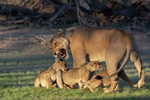 Lionesses Prints: Lion (Panthera leo) female snarling at three hungry cubs wanting to suckle