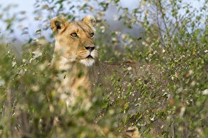 Lion (Panthera leo) female standing alert, Masai Mara Game Reserve, Kenya