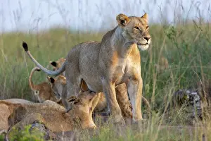 Lionesses Prints: Lion (Panthera leo) female, suckling her cubs, Masai Mara National Reserve, Kenya